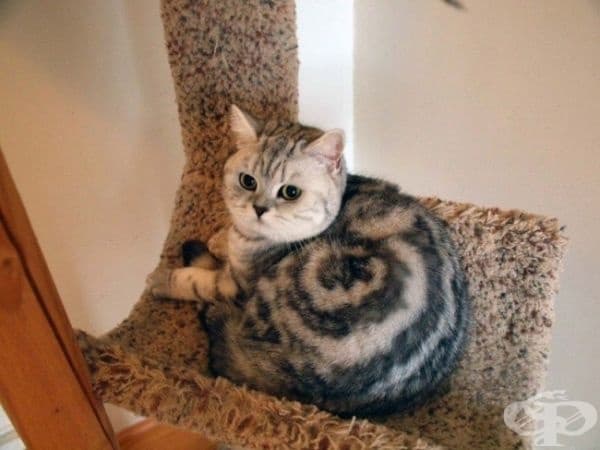 Котка "на руло".