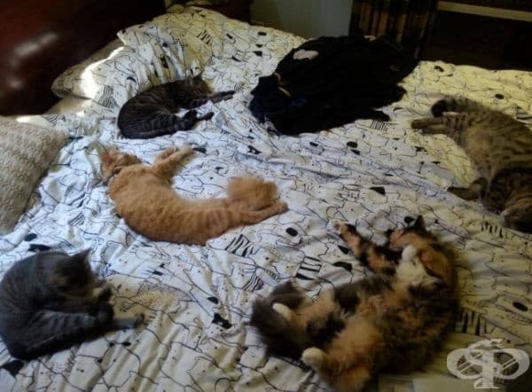 А тук котетата са заели цялото легло.