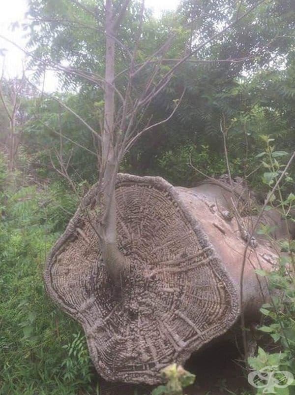 Дърво Баобаб, което продължава да расте, въпреки че е отсечено.