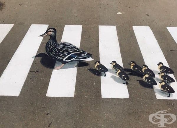 Това семейство патици подтиква шофьорите да намалят скоростта.