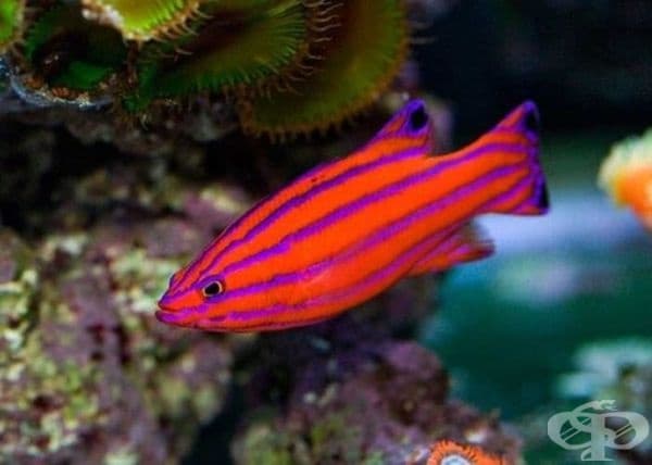 Red candy basslet