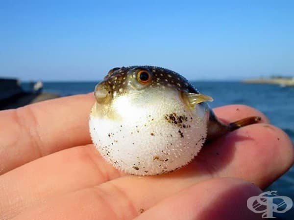 Рибка балон