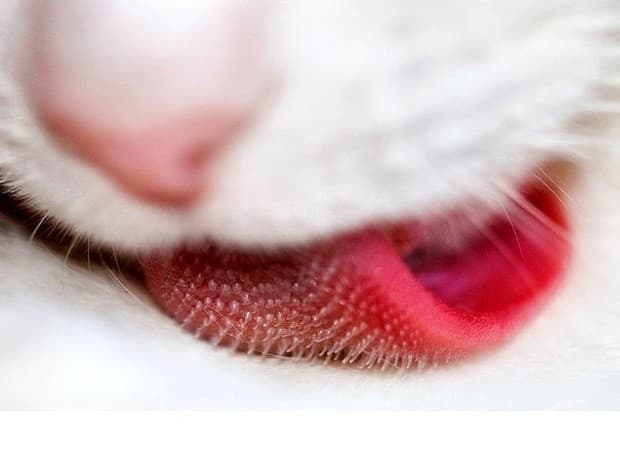 Котешко езиче