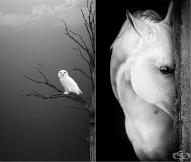 24 черно-бели фотографии, които ще спрат дъха ви