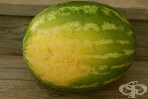 Има средно голямо жълтеникаво петно от едната страна.