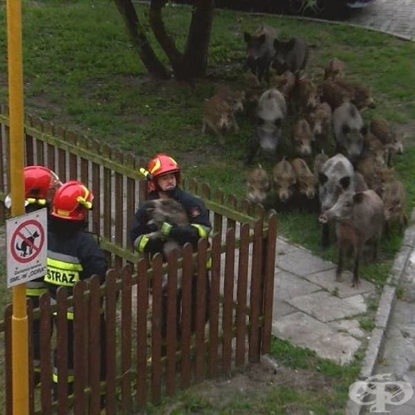 Диво прасенце заседнало в една ограда и цялото му семейство дошло, за да го спаси.