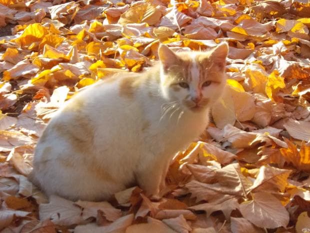 Красива снимка на котка насред есенни листа