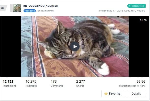 Това коте е предизвикало повече интерес и от евродепутат