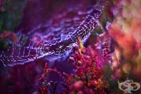 Приказните произведения на полската фотографка Магда Васичек