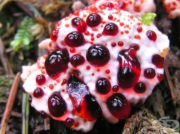 Hydnellum peckii