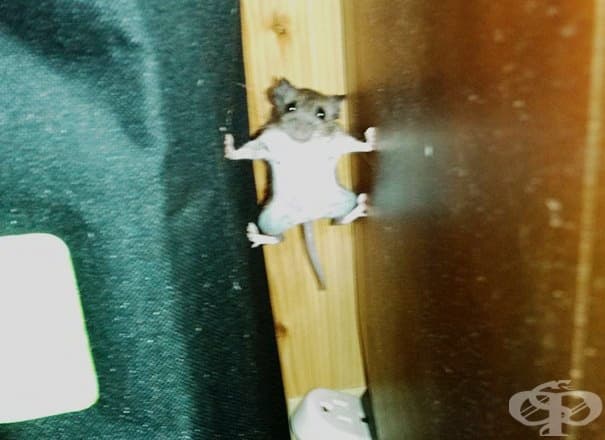 Мишка, която си мисли, че участва в "Мисията невъзможна"