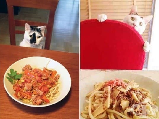 Котки, които ще ви изядат вечерята изпод носа
