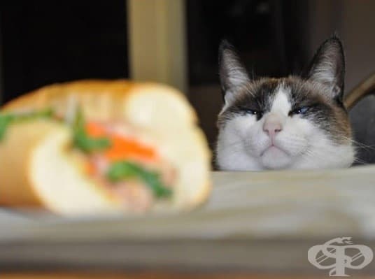 Котки, които ще ви изядат вечерята изпод носа