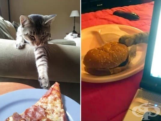 Котки, които ще ви изядат вечерята изпод носа