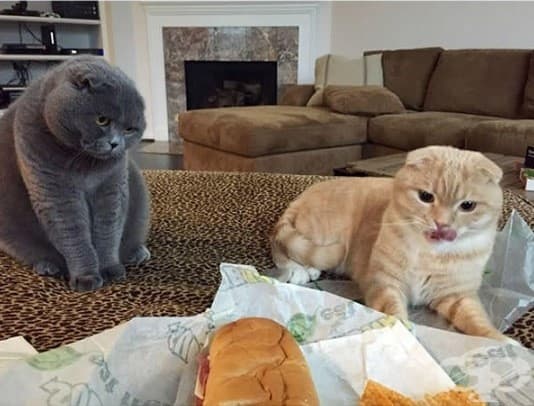 Котки, които ще ви изядат вечерята изпод носа