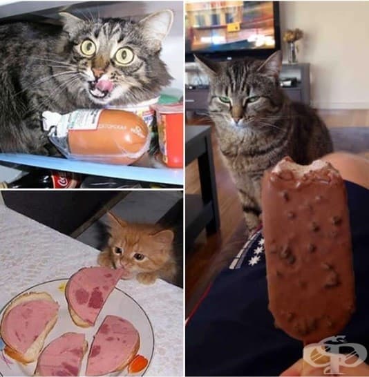 Котки, които ще ви изядат вечерята изпод носа