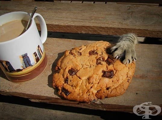 Котки, които ще ви изядат вечерята изпод носа