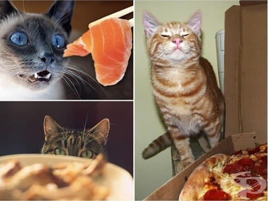 Котки, които ще ви изядат вечерята изпод носа
