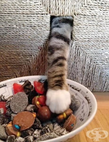 Котки, които ще ви изядат вечерята изпод носа