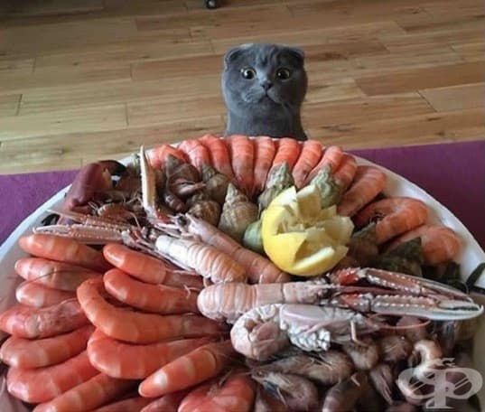 Котки, които ще ви изядат вечерята изпод носа