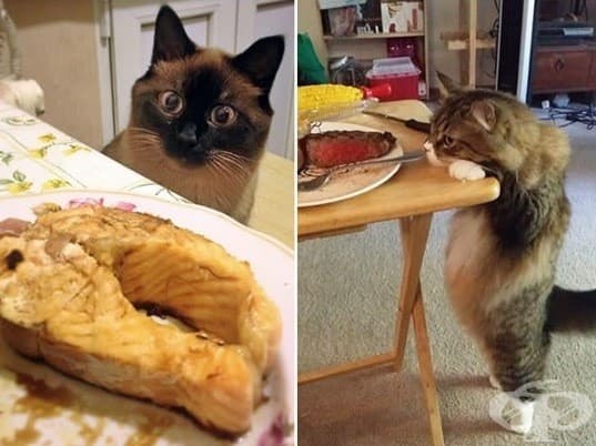 Котки, които ще ви изядат вечерята изпод носа