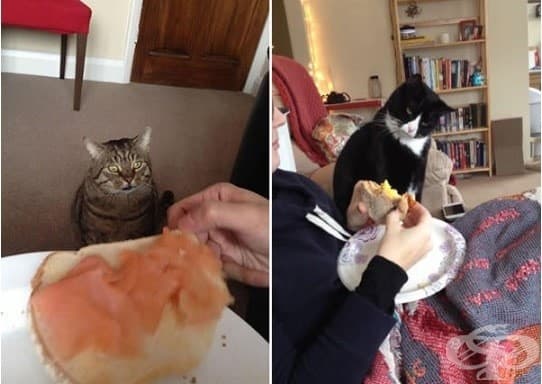 Котки, които ще ви изядат вечерята изпод носа