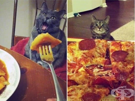 Котки, които ще ви изядат вечерята изпод носа