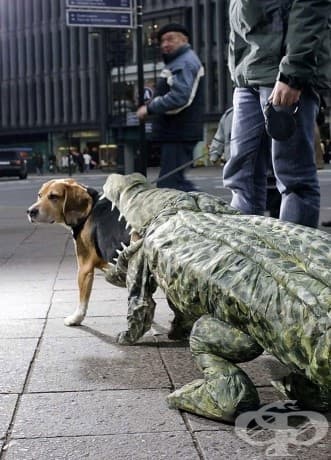 Ужасяващо сладки хелоуински костюми за домашни любимци