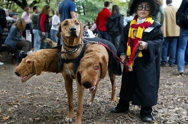 Ужасяващо сладки хелоуински костюми за домашни любимци