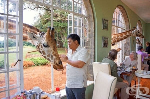 Giraffe Manor / Кения