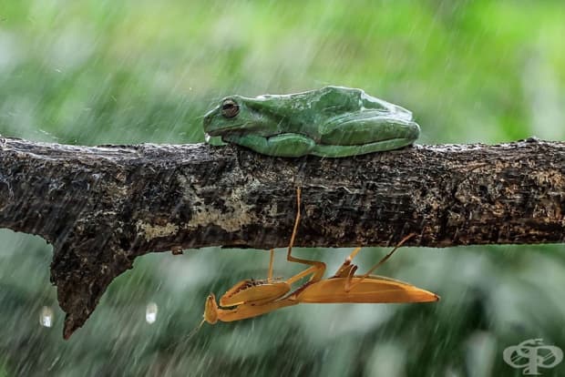 Вижте жабите, както никога досега