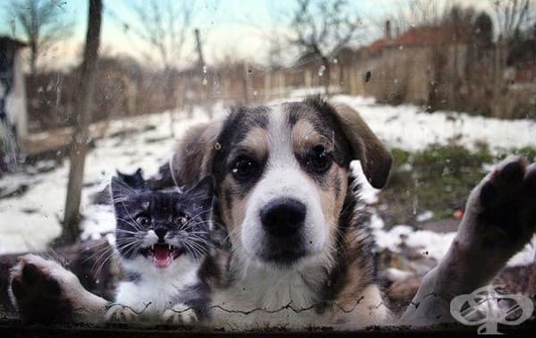 Животът е кофти, ако нямаш котка!