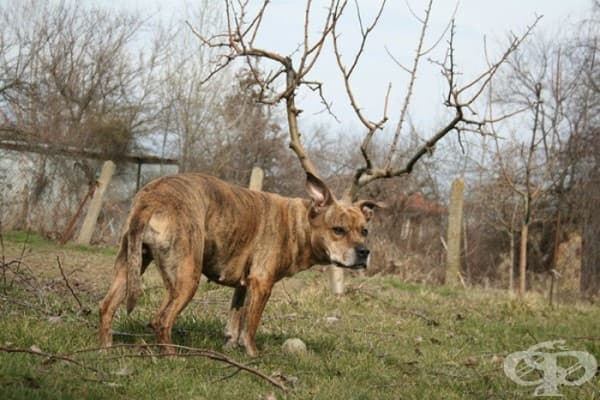 Елените на Дядо Коледа вече не са същите