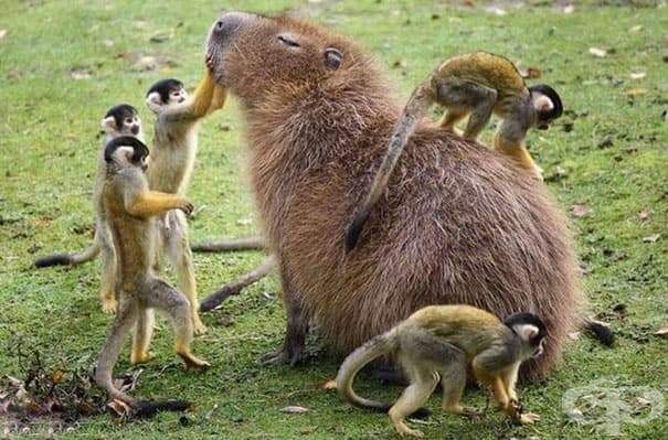 Защо животните харесват толкова много капибарите?
