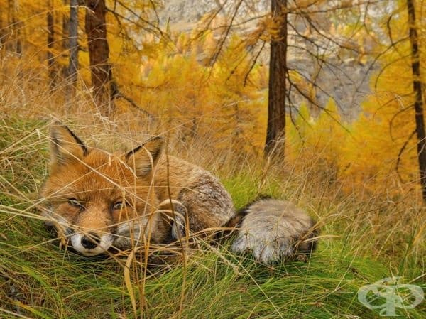"Кой си ти?", Италия.
