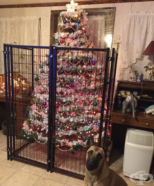 Някой май не вярва на коледното дърво…