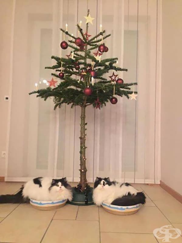 Коледното дръвче е защитено