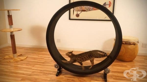 Колело за котешки тренировки.