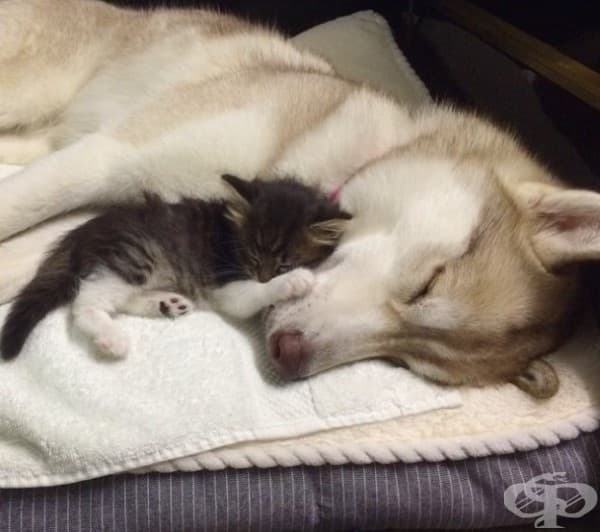 Котенце било спасено и отгледано от хъски и сега се мисли за куче