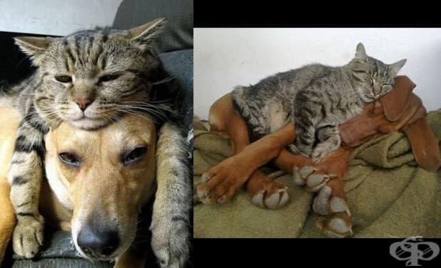 Перфектната двойка: котки, спящи върху кучета