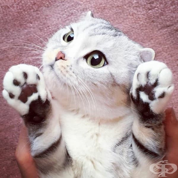 Запознайте се с Хана – японското коте с огромни очи