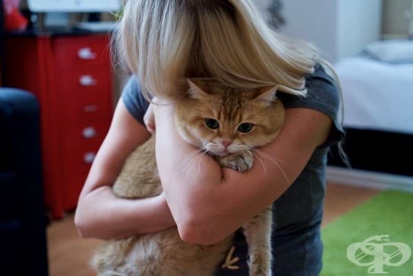 Запознайте се с Хосико – копие на котето от анимацията Шрек