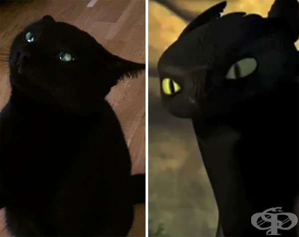 10 черни котки, които всъщност са дракончето Тутлес под прикритие