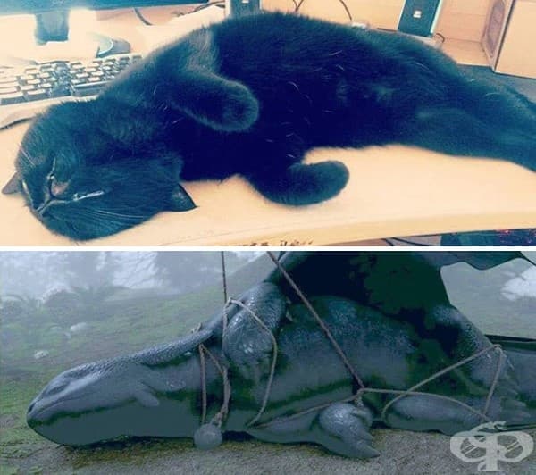 10 черни котки, които всъщност са дракончето Тутлес под прикритие