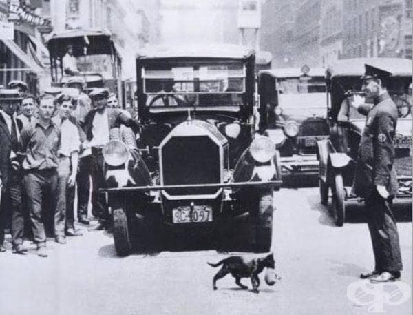 Котка пренася малкото си, 1925-та година