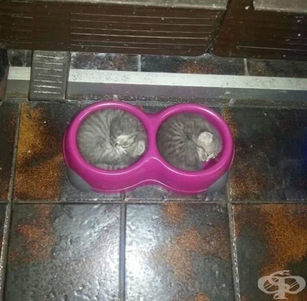 Ще кажем просто, че е ужасно сладко.