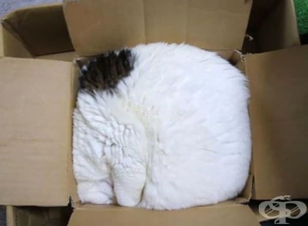 Как да компресираш котка