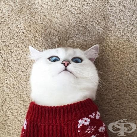 Виждали ли сте по-красиви котешки очи от тези?