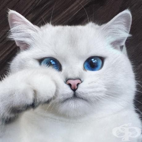 Виждали ли сте по-красиви котешки очи от тези?
