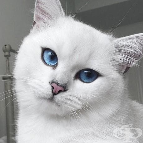 Виждали ли сте по-красиви котешки очи от тези?